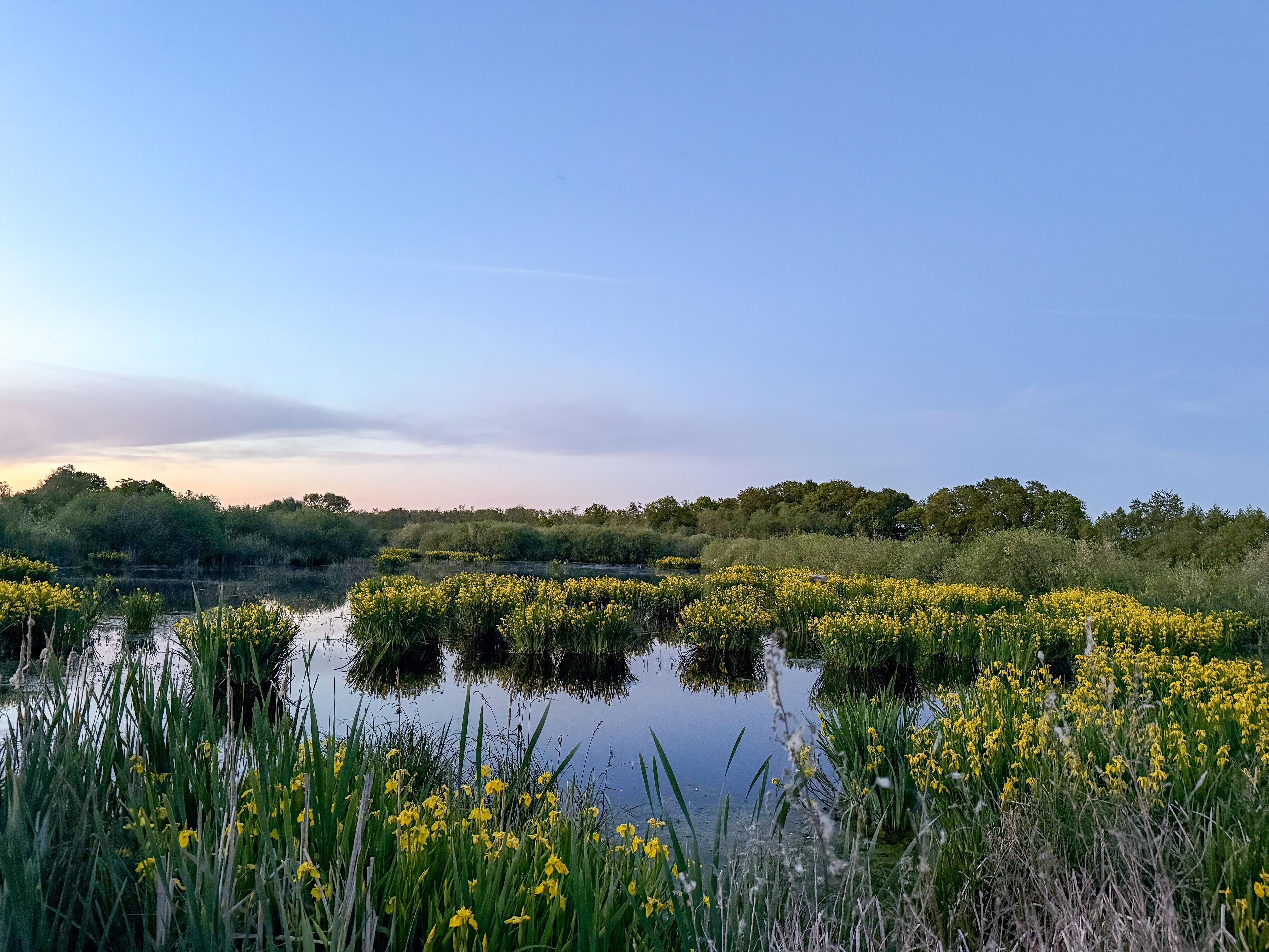 En lugn anlagd våtmark med vass och blommande gul iris